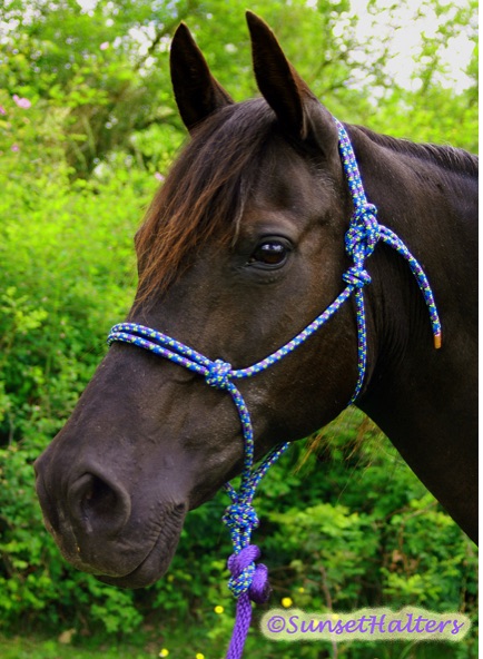 Shiraz Rope Halter & Lead